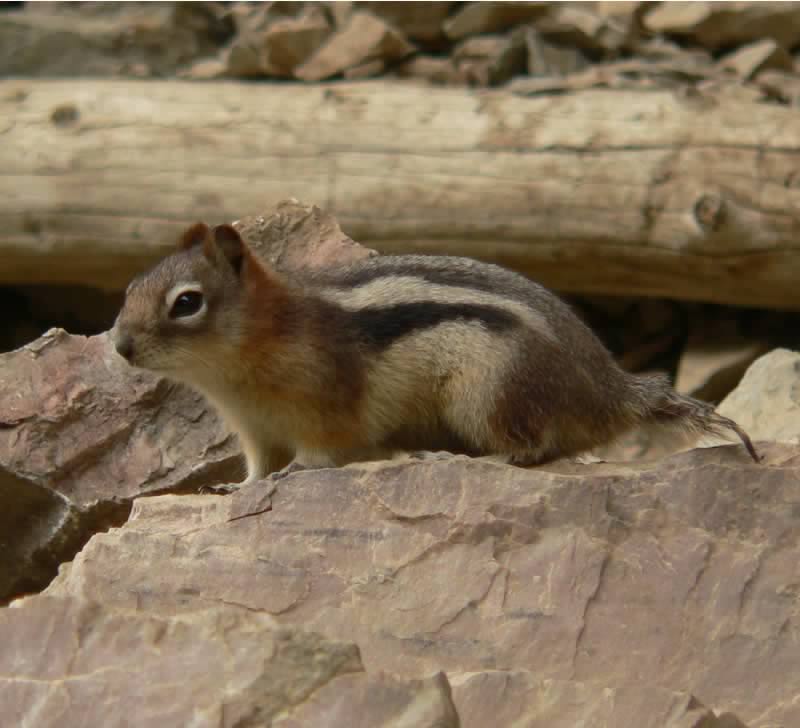 The Golden Mantled Ground Squirrel is frequently found along Yoho's rocky trails