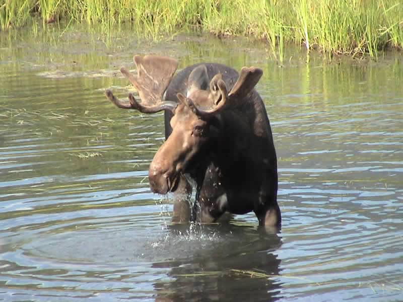 At home in Yoho's marshlands, a Moose feeds on aquatic vegetation