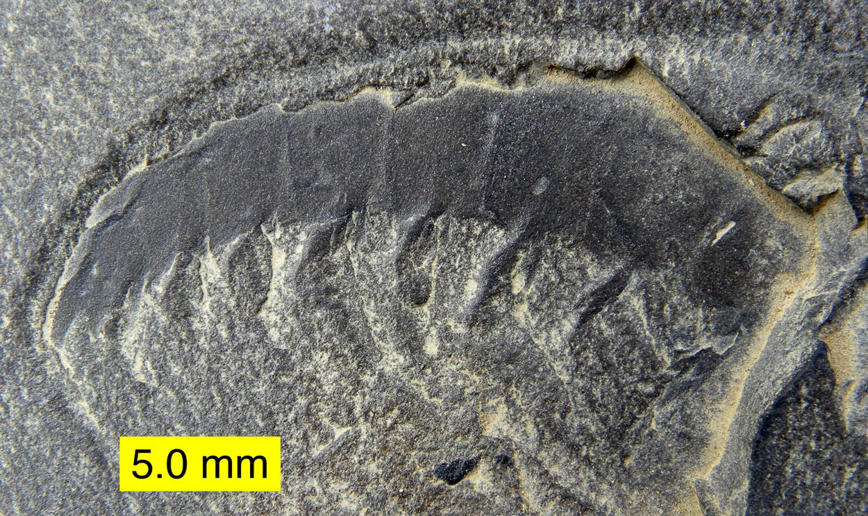 Burgess Shale Fossils in Yoho National Park