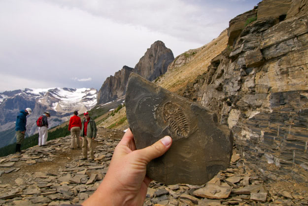 Fossil discovered on a guided hike at the Walcott Quarry