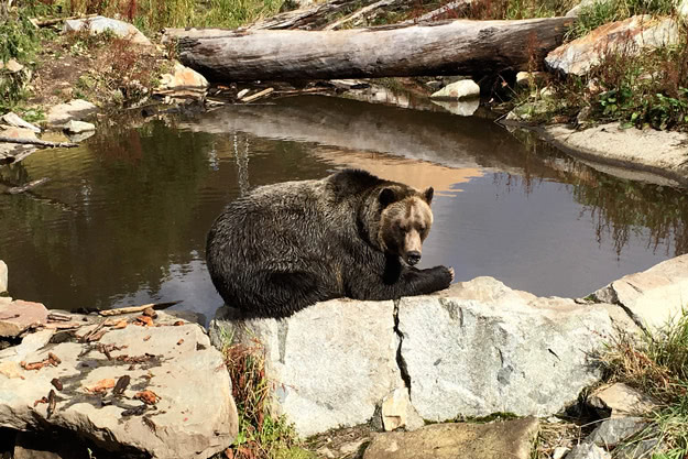 A grizzly bear relaxes in the sun