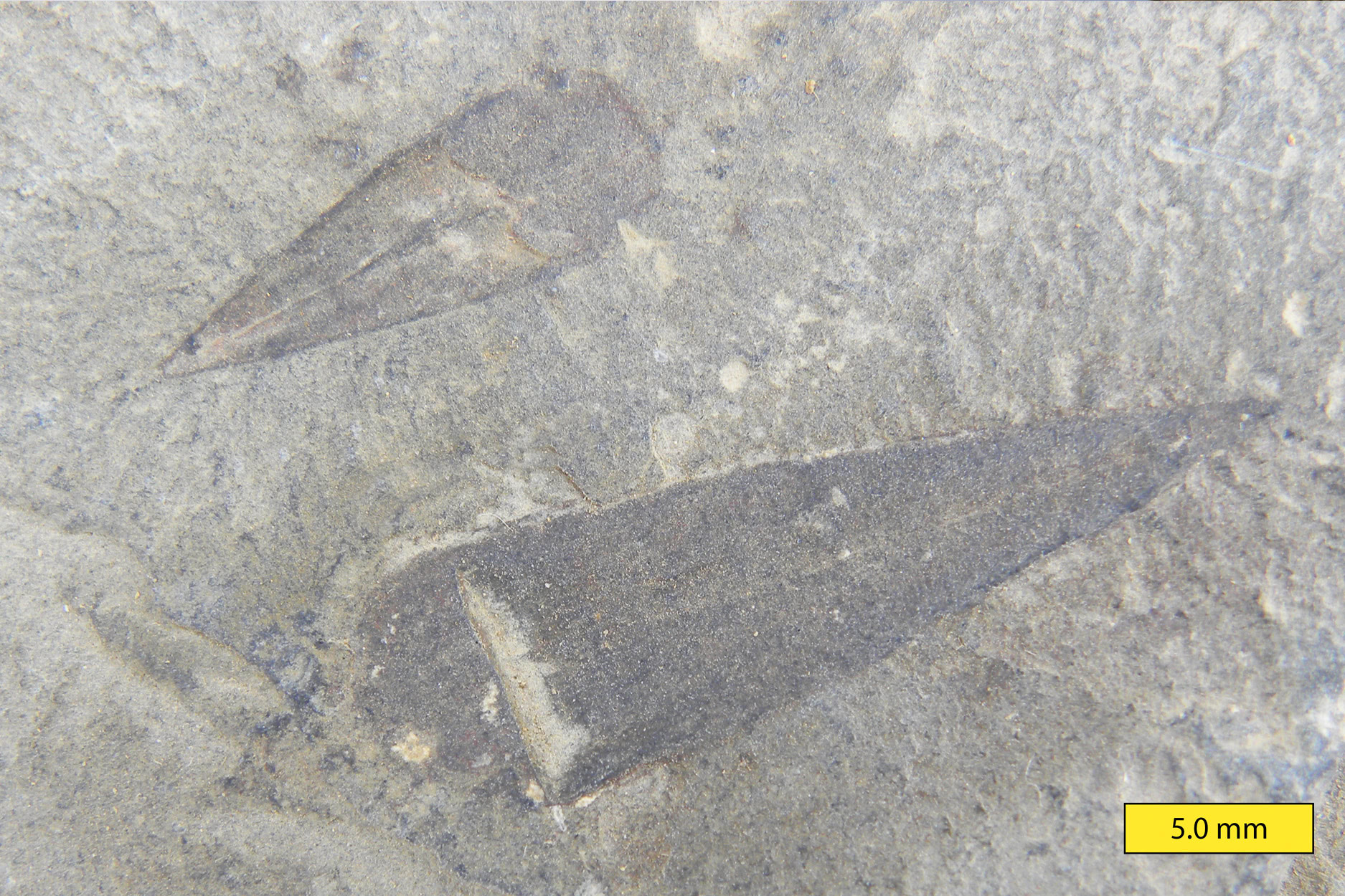 Burgess Shale Fossils in Yoho National Park