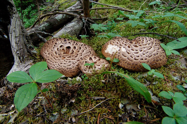 Many species of mushroom flourish in Yoho's lush forests