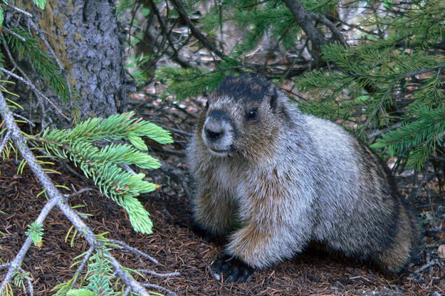 A Hoary Marmot