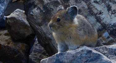 The adorable Pika