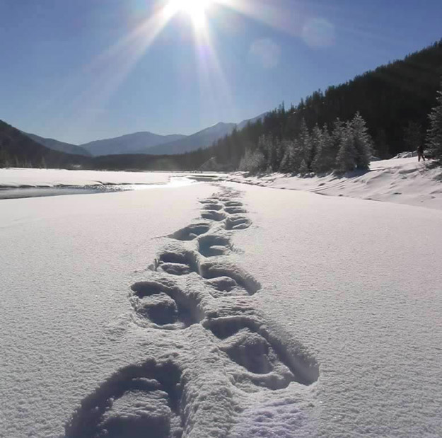 Fresh tracks shimmer in the Yoho winter