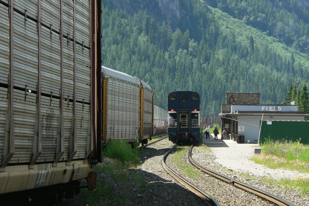 Trains in Field