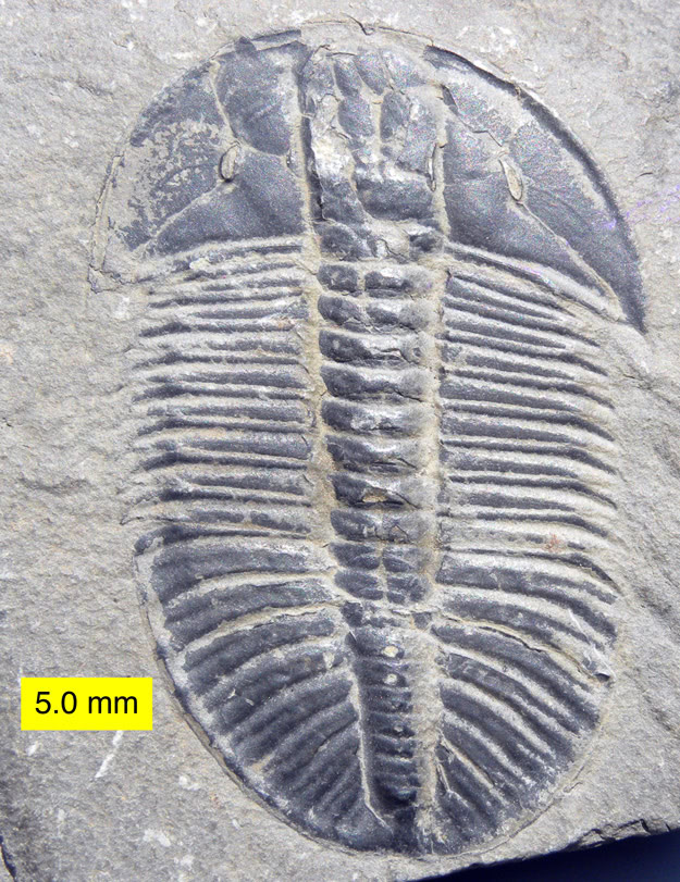 trilobite