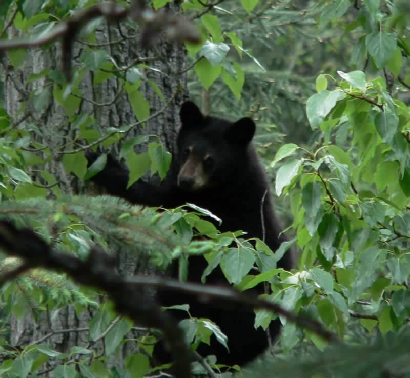 A Black Bear cub climbs a tree