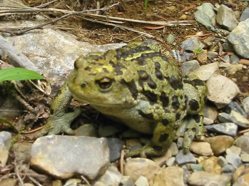 The Boreal Toad