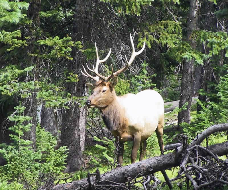 A male Elk is a common sight in Yoho National Park where the herds are protected from hunting