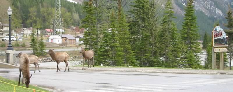 The Elk herd wanders into town looking to nibble on spring grass