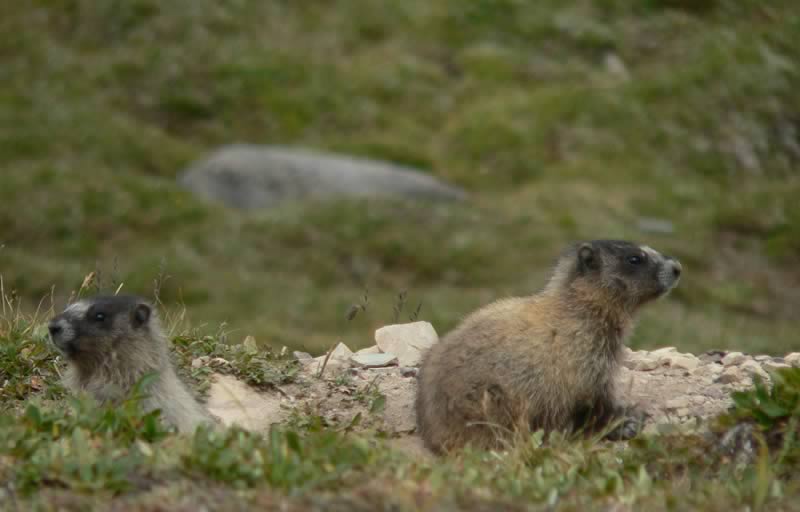 The Hoary Marmot, a member of the squirrel family