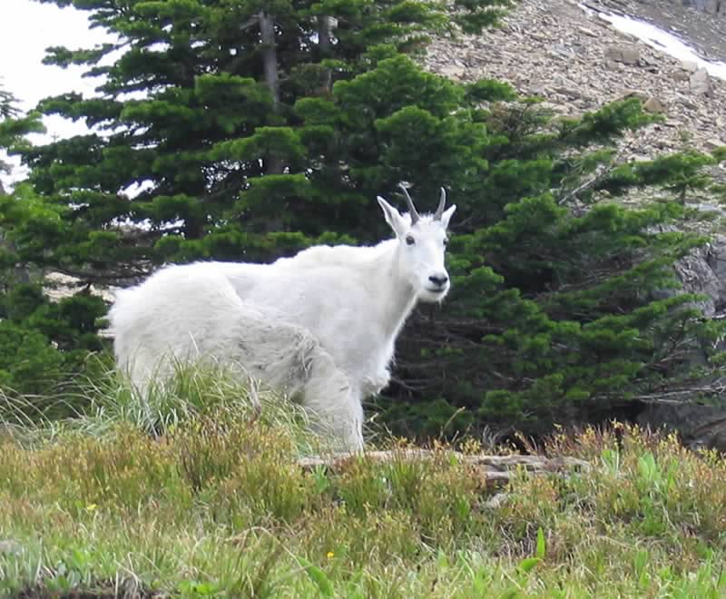 Mountain Goats thrive in Yoho's high alpine