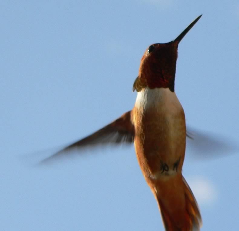 The Rufous Hummingbird is often heard before being seen as it streaks past hikers with brightly coloured clothing