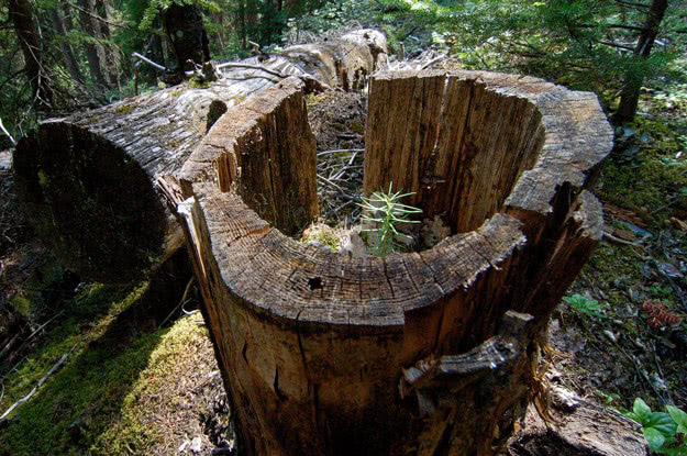 Yoho is home to a plethora of rare plant species